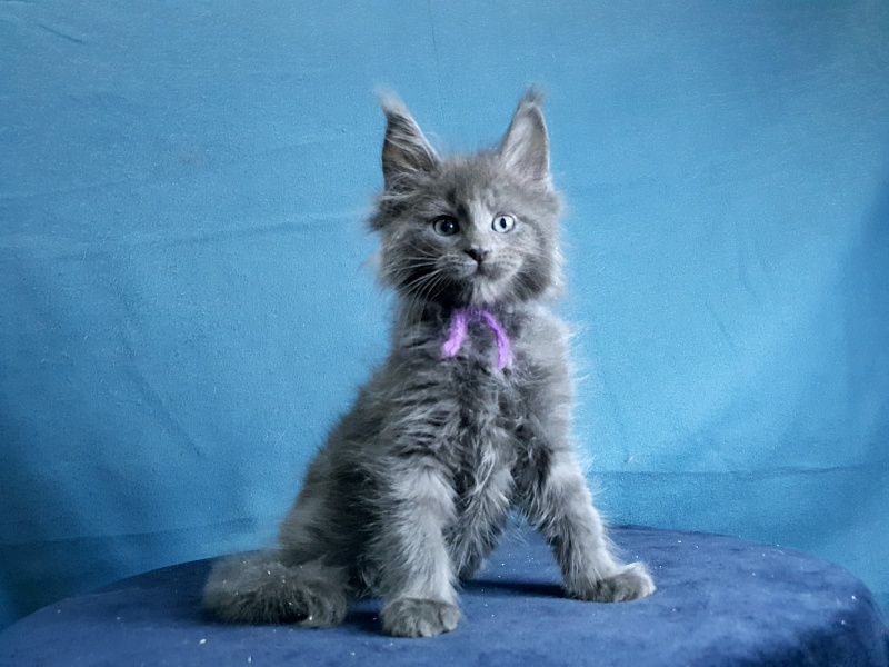 Talisman  Akbars - Kitten maine-coon 1 month 2 weeks