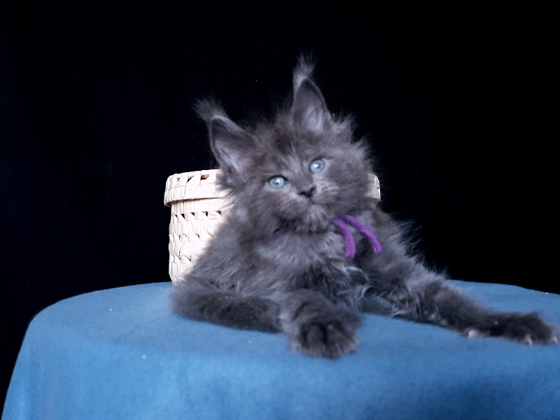 Talisman  Akbars - Kitten maine-coon 1 month 1 week