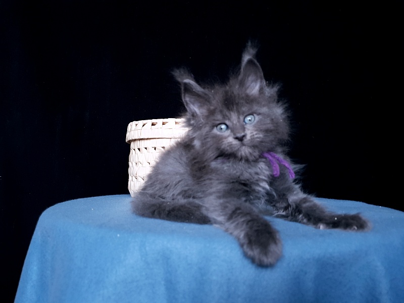 Talisman  Akbars - Kitten maine-coon 1 month 1 week