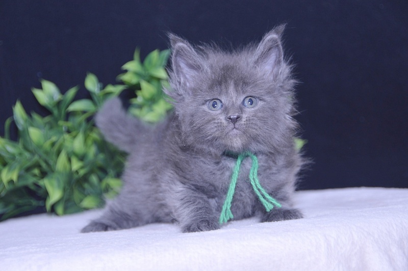 Twister  Akbars - Kitten maine-coon 4 weeks