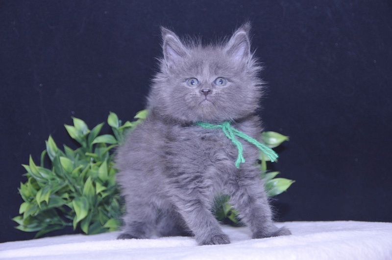 Twister  Akbars - Kitten maine-coon 4 weeks