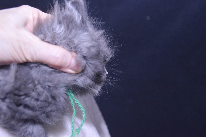 Twister  Akbars - Kitten maine-coon 4 weeks