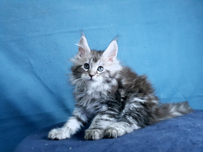 Sati Akbars (polydactyl) 55/66 - Kitten maine-coon 1 month 0.5 weeks
