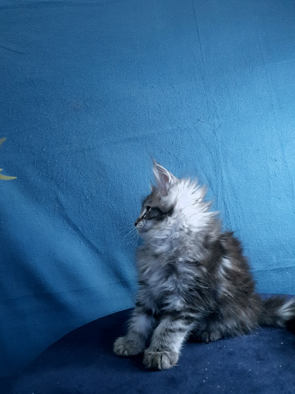 Sati Akbars (polydactyl) 55/66 - Kitten maine-coon 1 month 0.5 weeks