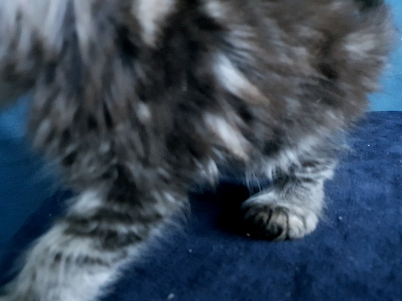 Sati Akbars (polydactyl) 55/66 - Kitten maine-coon 1 month 0.5 weeks