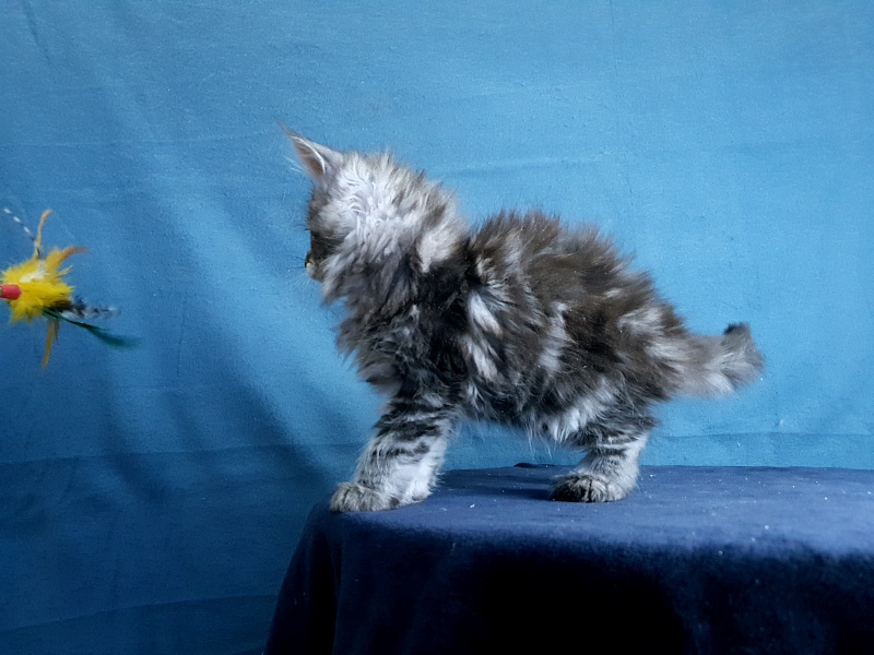 Sati Akbars (polydactyl) 55/66 - Kitten maine-coon 1 month 0.5 weeks