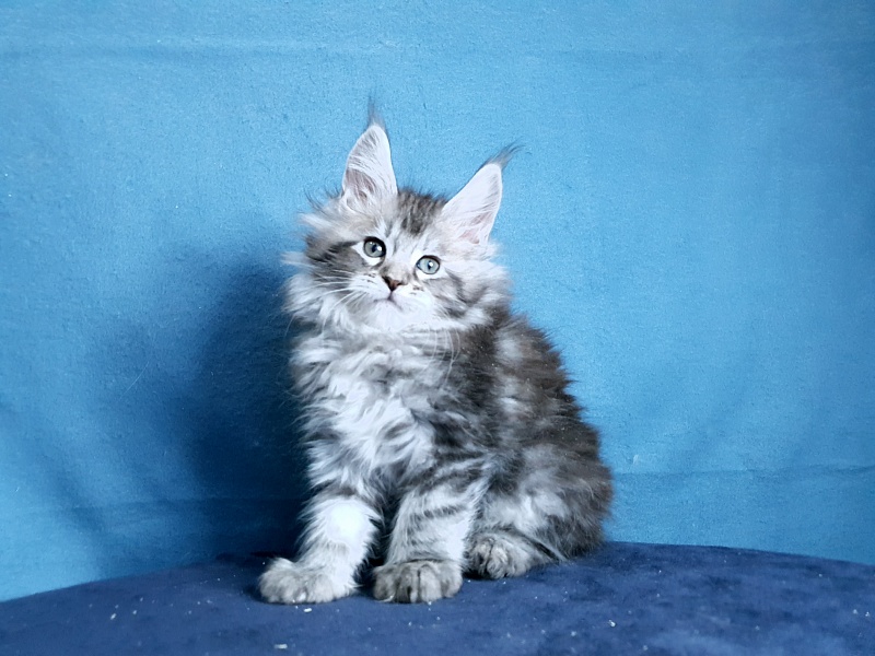 Sati Akbars (polydactyl) 55/66 - Kitten maine-coon 1 month 0.5 weeks