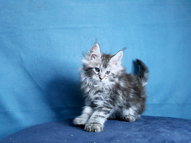 Sati Akbars (polydactyl) 55/66 - Kitten maine-coon 1 month 0.5 weeks