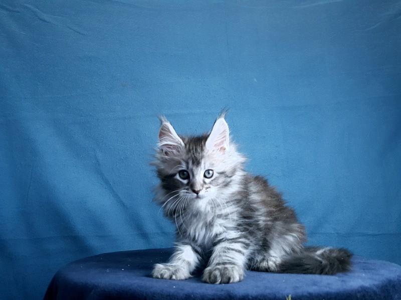 Sati Akbars (polydactyl) 55/66 - Kitten maine-coon 1 month 0.5 weeks