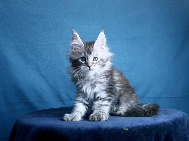 Sati Akbars (polydactyl) 55/66 - Kitten maine-coon 1 month 0.5 weeks