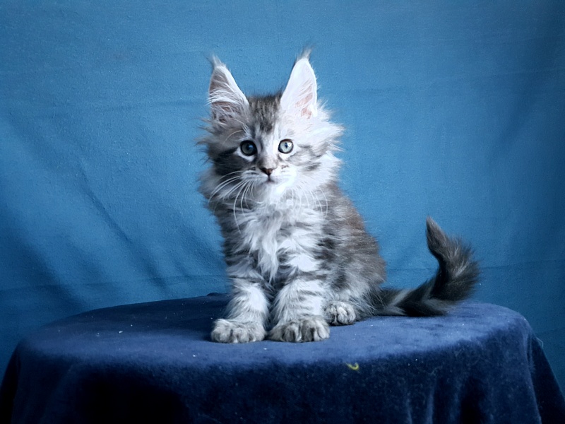 Sati Akbars (polydactyl) 55/66 - Kitten maine-coon 1 month 0.5 weeks