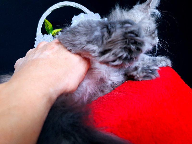 Sati Akbars (polydactyl) 55/66 - Kitten maine-coon 2 months 0.5 weeks