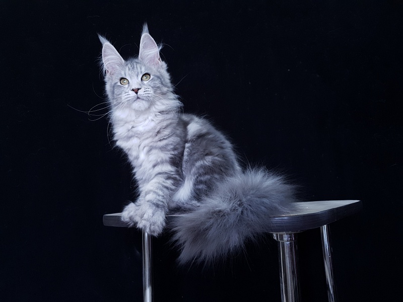 Sati Akbars (polydactyl) 55/66 - Kitten maine-coon 3 months 1 week