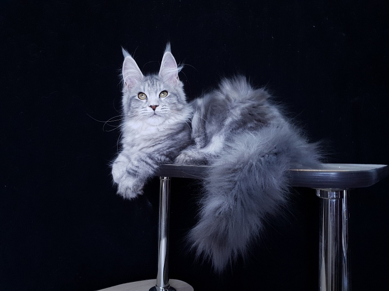 Sati Akbars (polydactyl) 55/66 - Kitten maine-coon 3 months 1 week