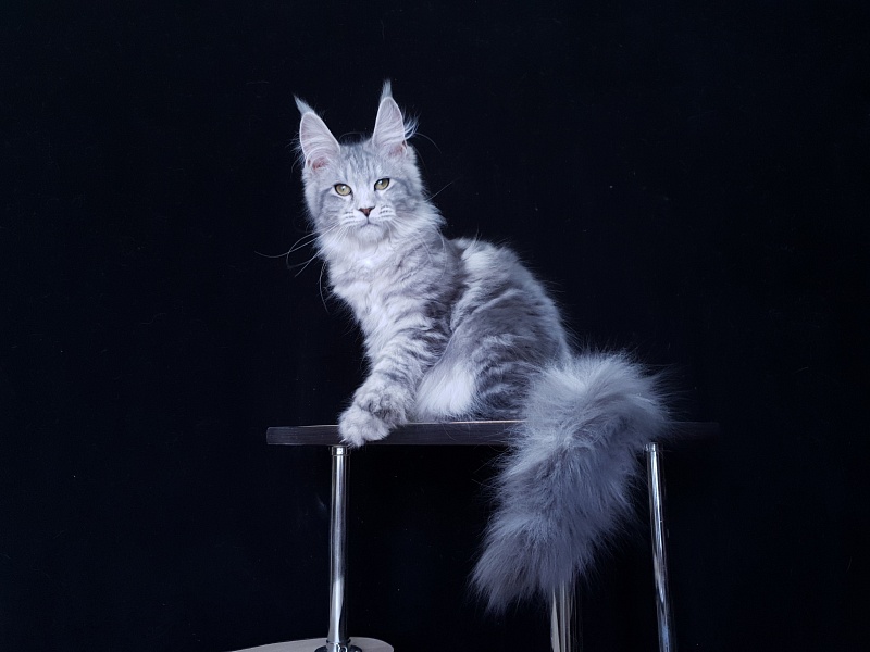 Sati Akbars (polydactyl) 55/66 - Kitten maine-coon 3 months 1 week