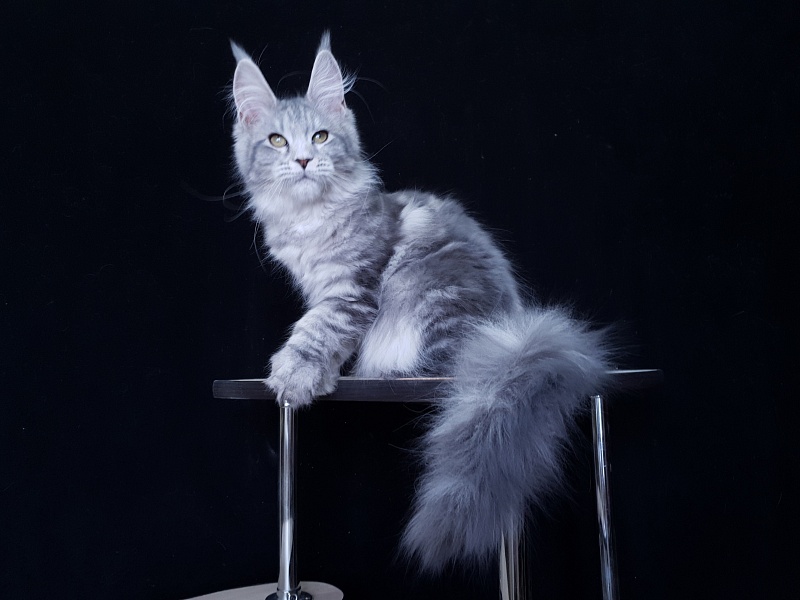 Sati Akbars (polydactyl) 55/66 - Kitten maine-coon 3 months 1 week