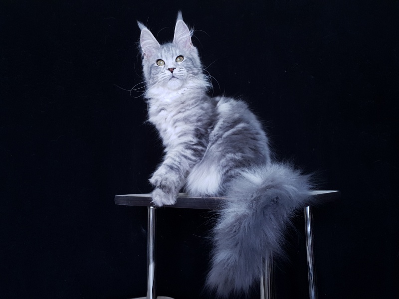 Sati Akbars (polydactyl) 55/66 - Kitten maine-coon 3 months 1 week