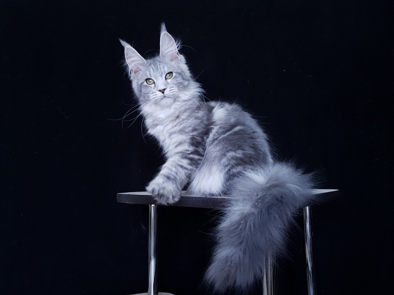 Sati Akbars (polydactyl) 55/66 - Kitten maine-coon 3 months 1 week