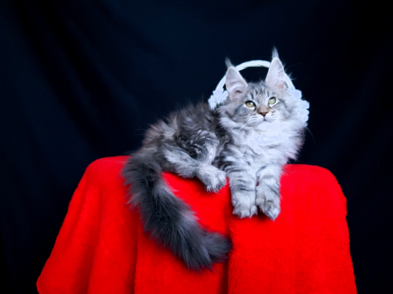 Sati Akbars (polydactyl) 55/66 - Kitten maine-coon 2 months 0.5 weeks