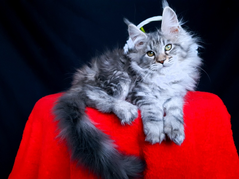 Sati Akbars (polydactyl) 55/66 - Kitten maine-coon 2 months 0.5 weeks