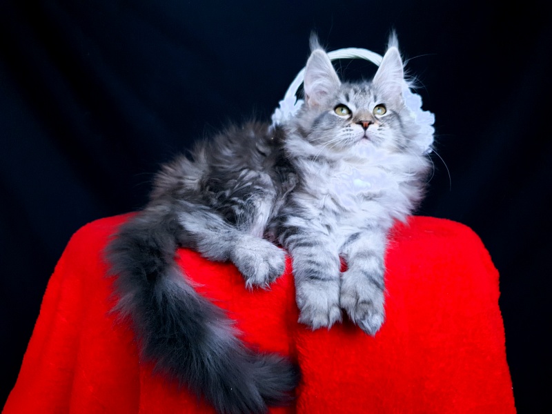 Sati Akbars (polydactyl) 55/66 - Kitten maine-coon 2 months 0.5 weeks