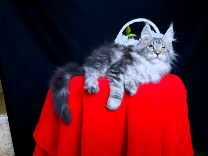 Sati Akbars (polydactyl) 55/66 - Kitten maine-coon 2 months 0.5 weeks