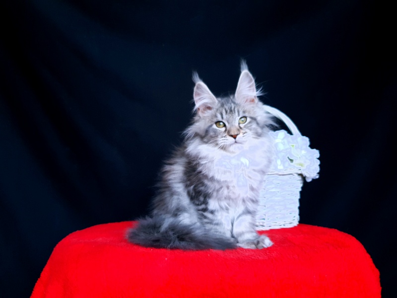 Sati Akbars (polydactyl) 55/66 - Kitten maine-coon 2 months 0.5 weeks