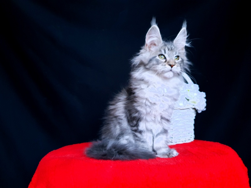 Sati Akbars (polydactyl) 55/66 - Kitten maine-coon 2 months 0.5 weeks