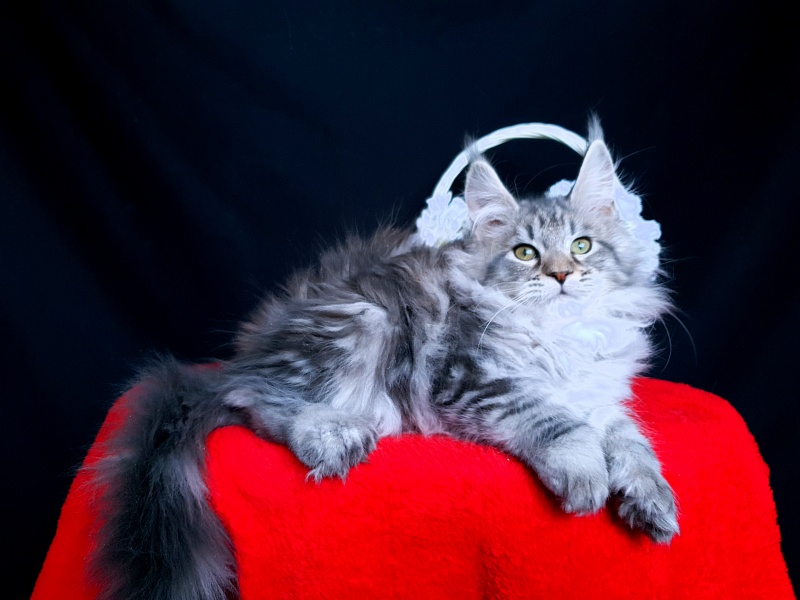 Sati Akbars (polydactyl) 55/66 - Kitten maine-coon 2 months 0.5 weeks