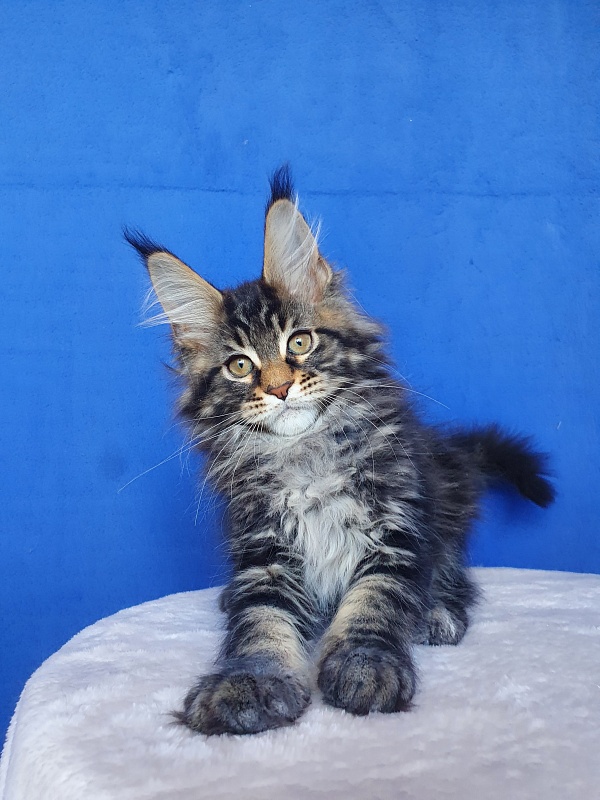X-Klusiv Akbars - Kitten maine-coon 2.5 months