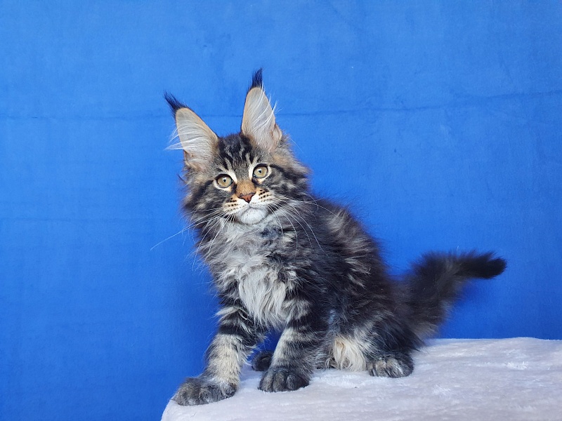 X-Klusiv Akbars - Kitten maine-coon 2.5 months