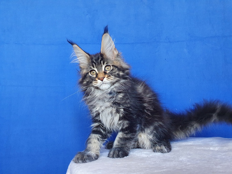 X-Klusiv Akbars - Kitten maine-coon 2.5 months