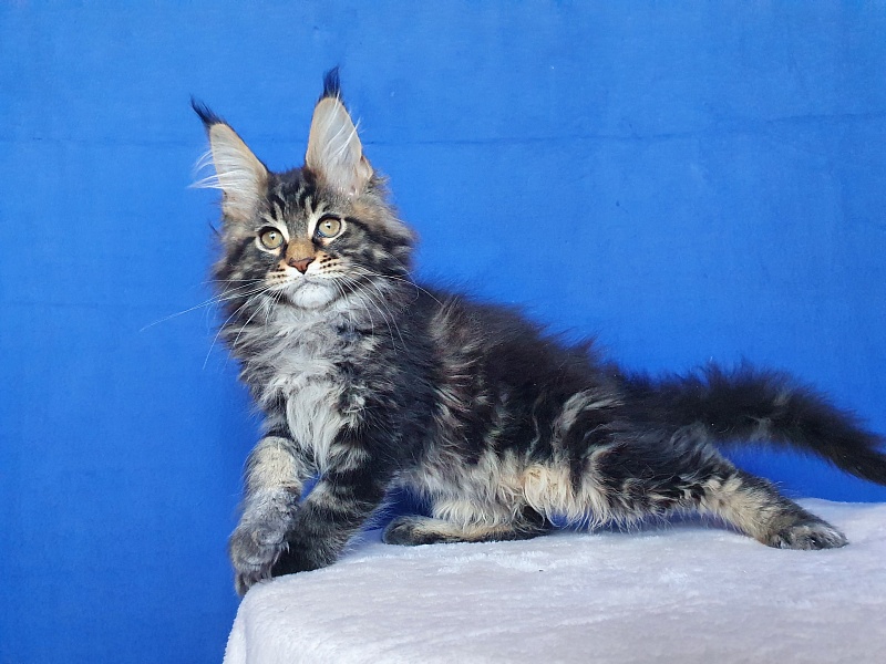 X-Klusiv Akbars - Kitten maine-coon 2.5 months