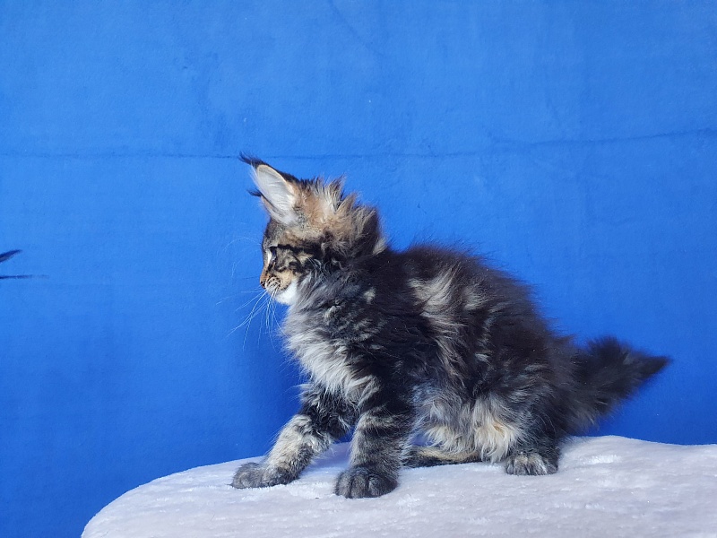 X-Klusiv Akbars - Kitten maine-coon 2.5 months