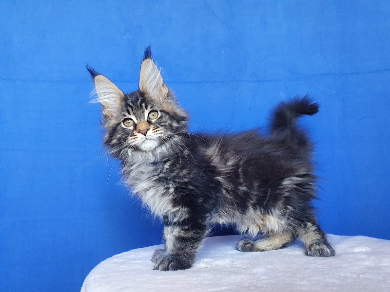 X-Klusiv Akbars - Kitten maine-coon 2.5 months