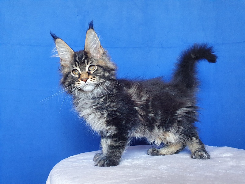 X-Klusiv Akbars - Kitten maine-coon 2.5 months