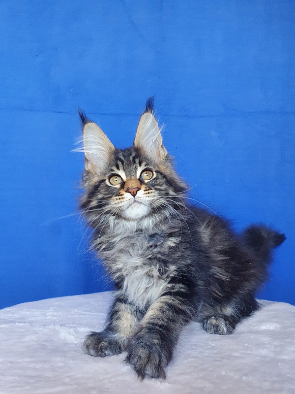 X-Klusiv Akbars - Kitten maine-coon 2.5 months
