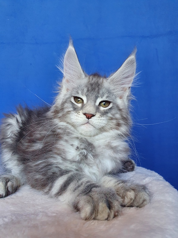 X- Tream Akbars - Kitten maine-coon 2.5 months