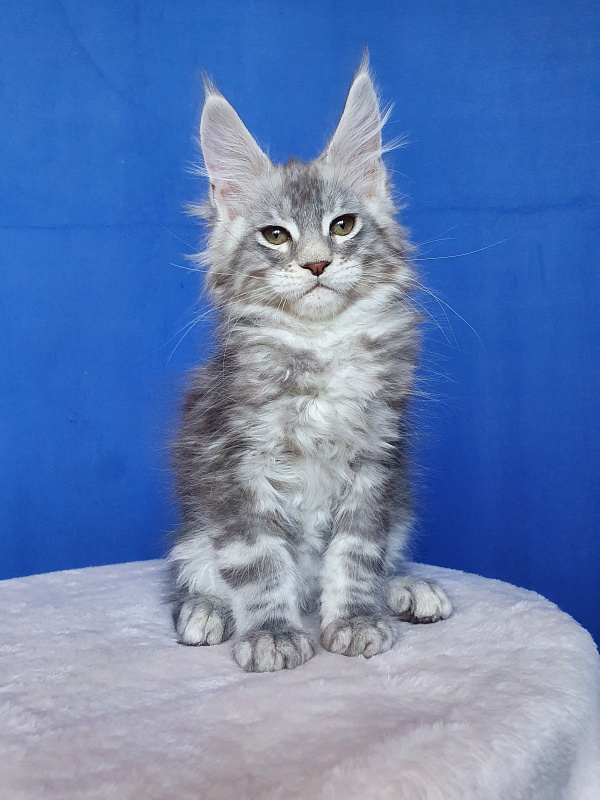 X- Tream Akbars - Kitten maine-coon 2.5 months