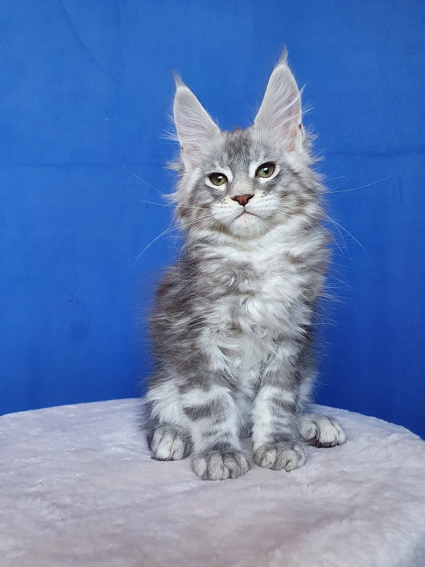 X- Tream Akbars - Kitten maine-coon 2.5 months