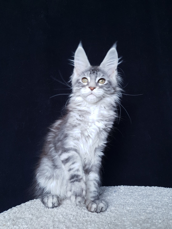 X- Tream Akbars - Kitten maine-coon 3 months 1 week