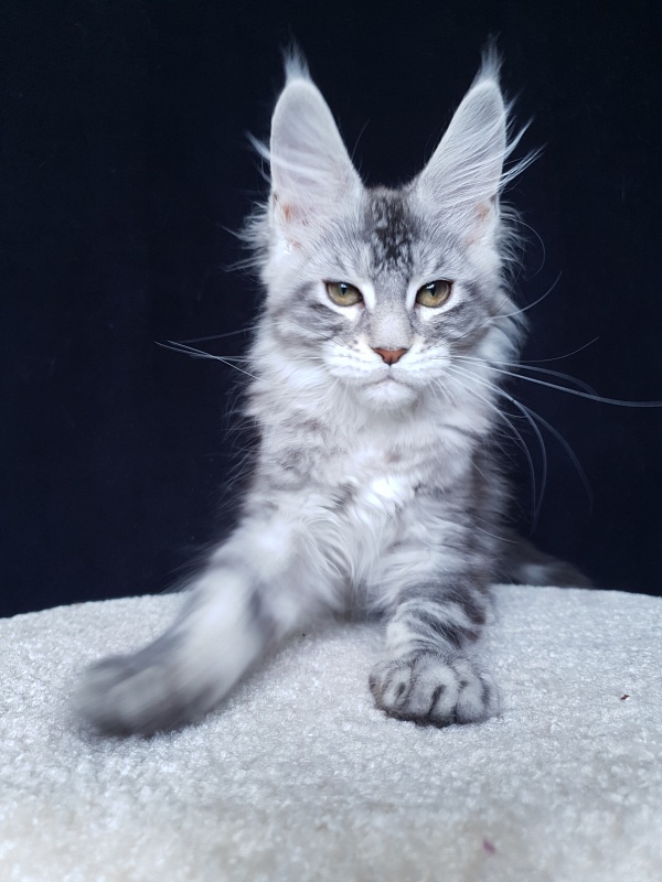 X- Tream Akbars - Kitten maine-coon 3 months 1 week