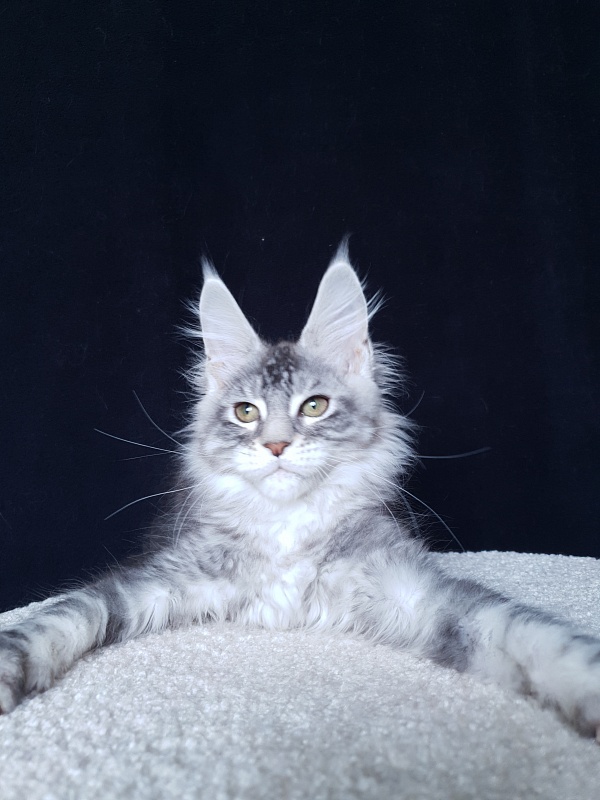 X- Tream Akbars - Kitten maine-coon 3 months 1 week