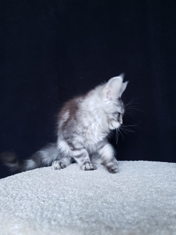 X- Tream Akbars - Kitten maine-coon 3 months 1 week