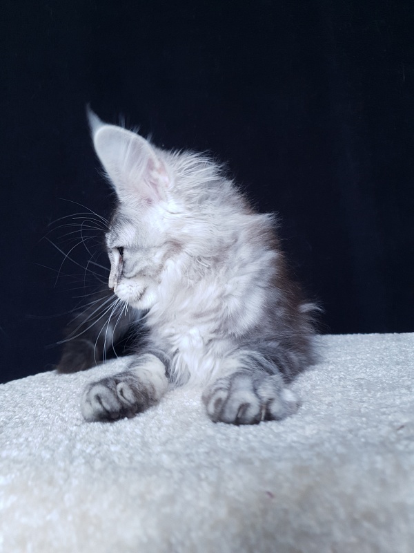 X- Tream Akbars - Kitten maine-coon 3 months 1 week