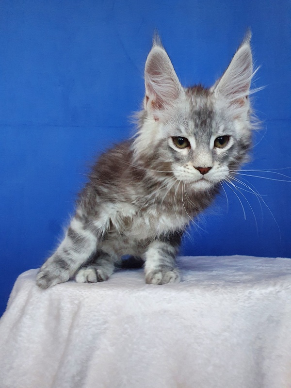 X- Tream Akbars - Kitten maine-coon 2.5 months