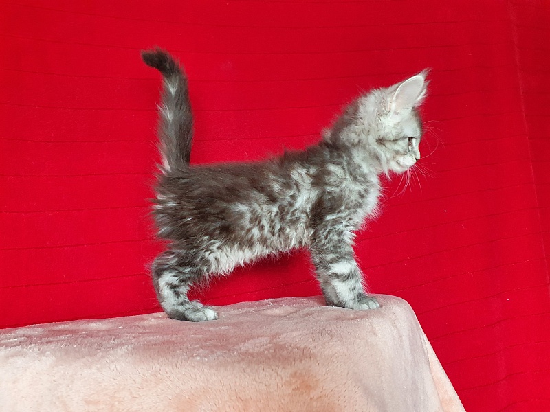 X- Tream Akbars - Kitten maine-coon 2 months