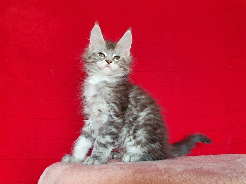 X- Tream Akbars - Kitten maine-coon 2 months