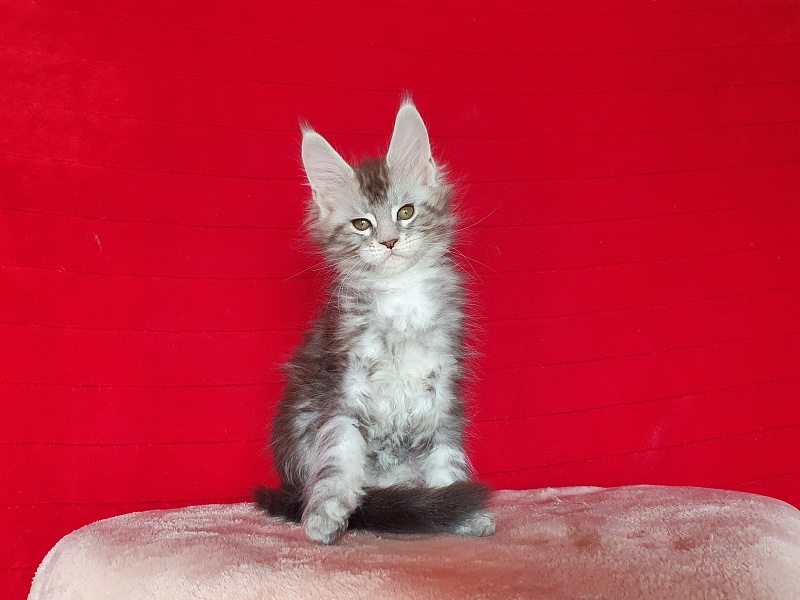 X- Tream Akbars - Kitten maine-coon 2 months