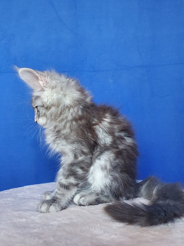 X- Tream Akbars - Kitten maine-coon 2.5 months